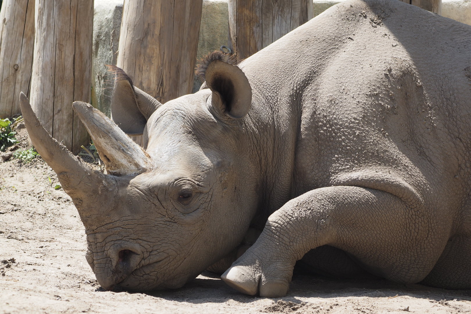 Eastern Black Rhinoceros