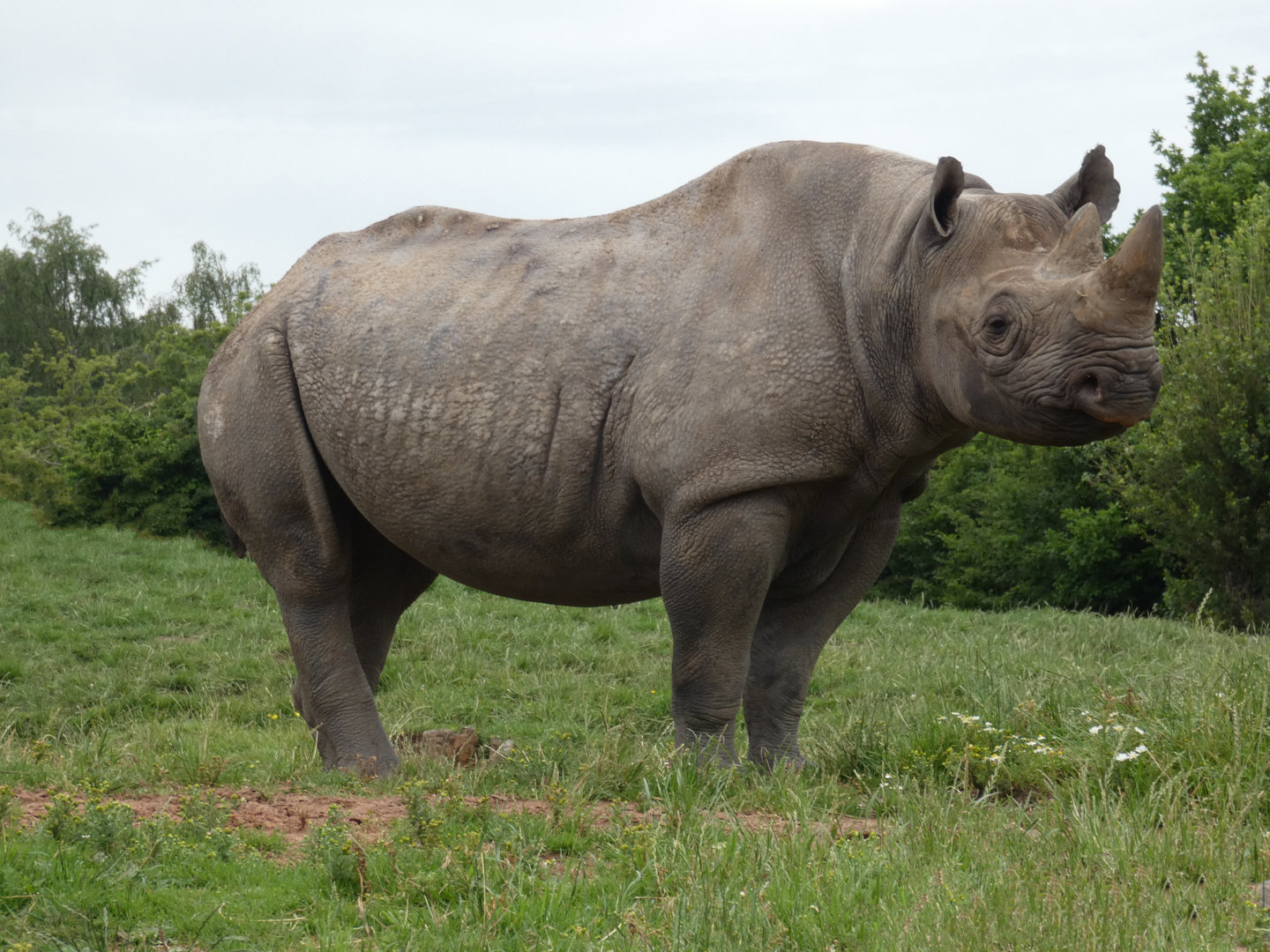 Eastern black rhinoceros