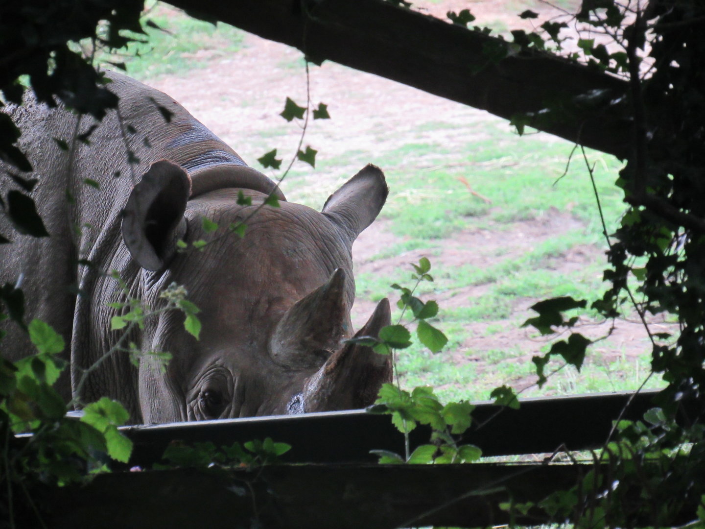 Eastern Black Rhinoceros
