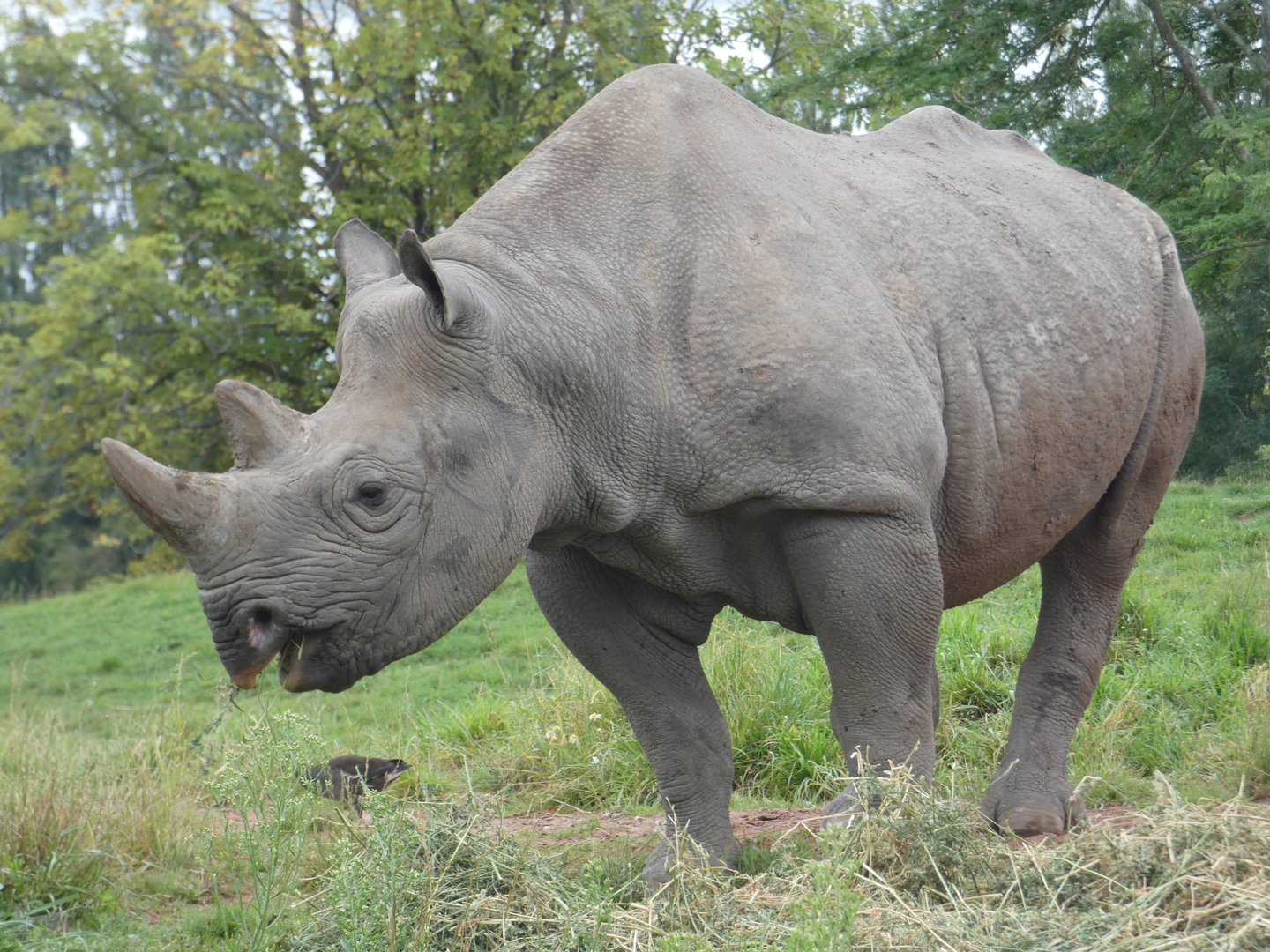 Eastern black rhinoceros