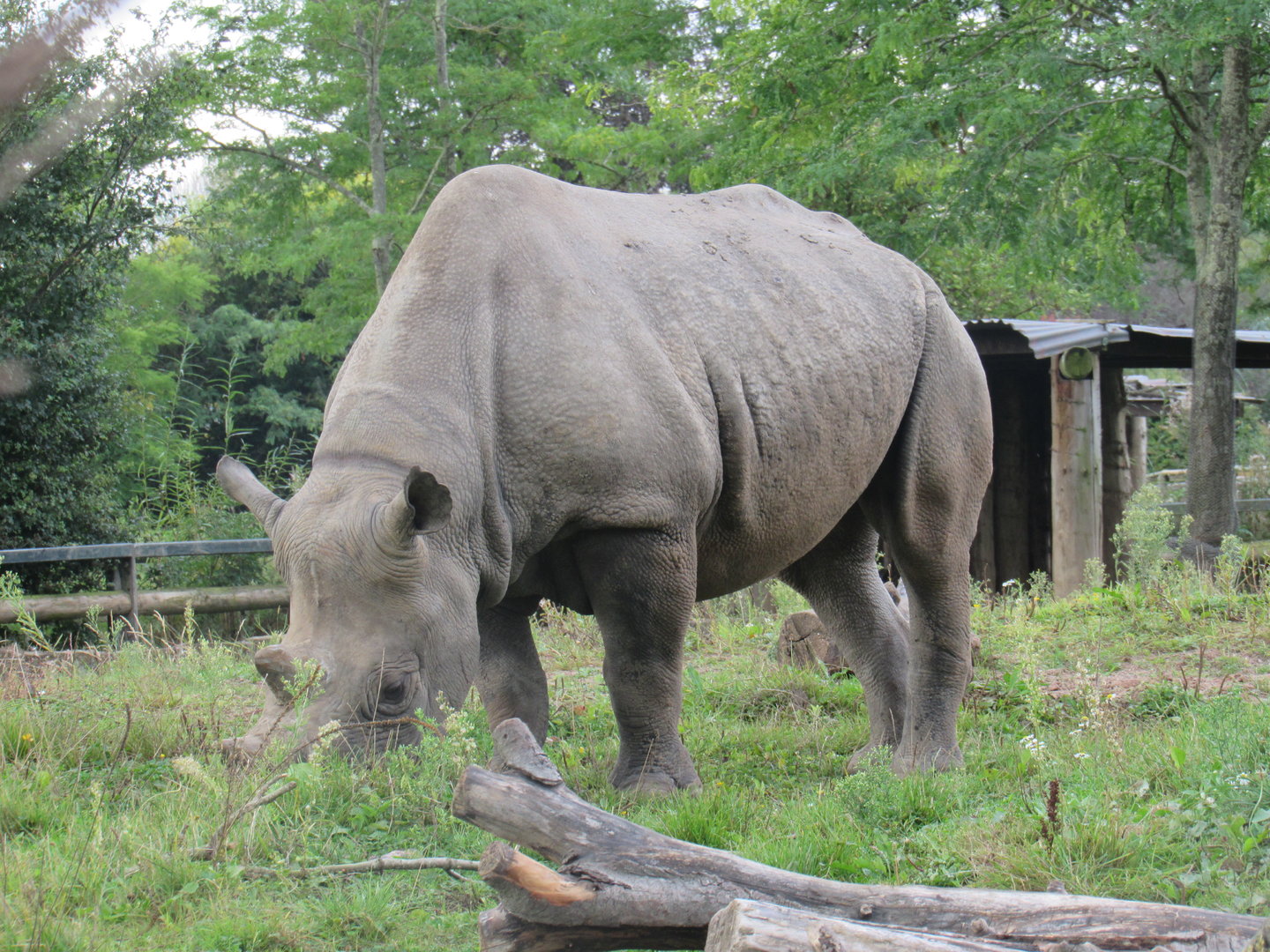 Eastern Black Rhinoceros