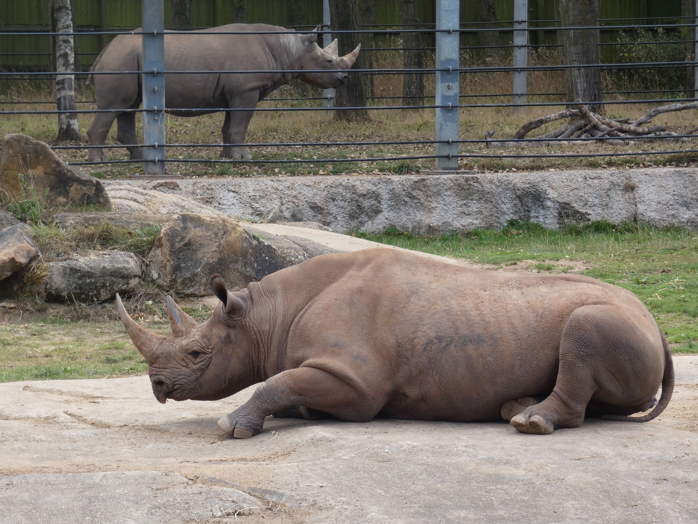 Eastern black rhinoceros