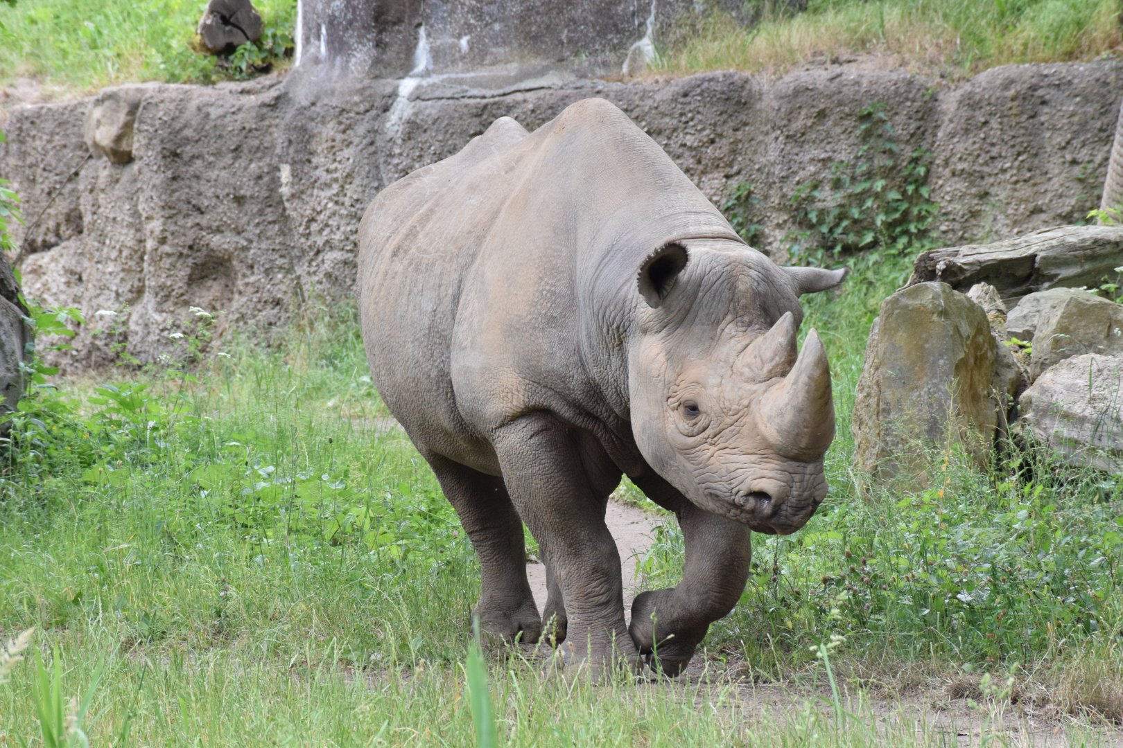 Eastern black rhinoceros