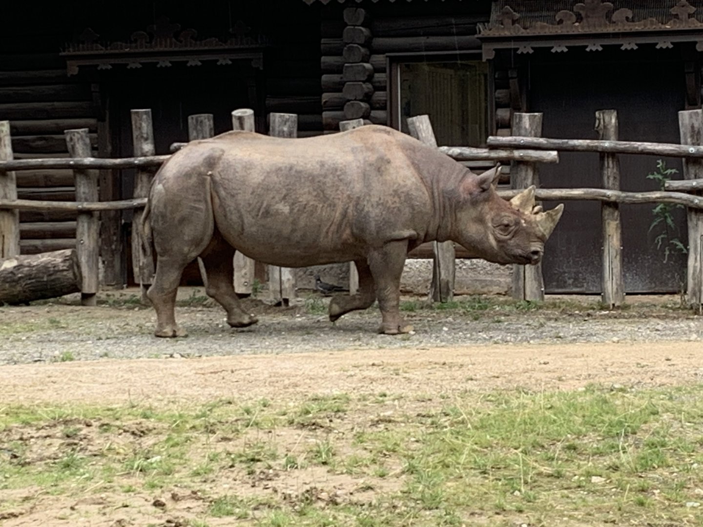 Eastern black rhinoceros