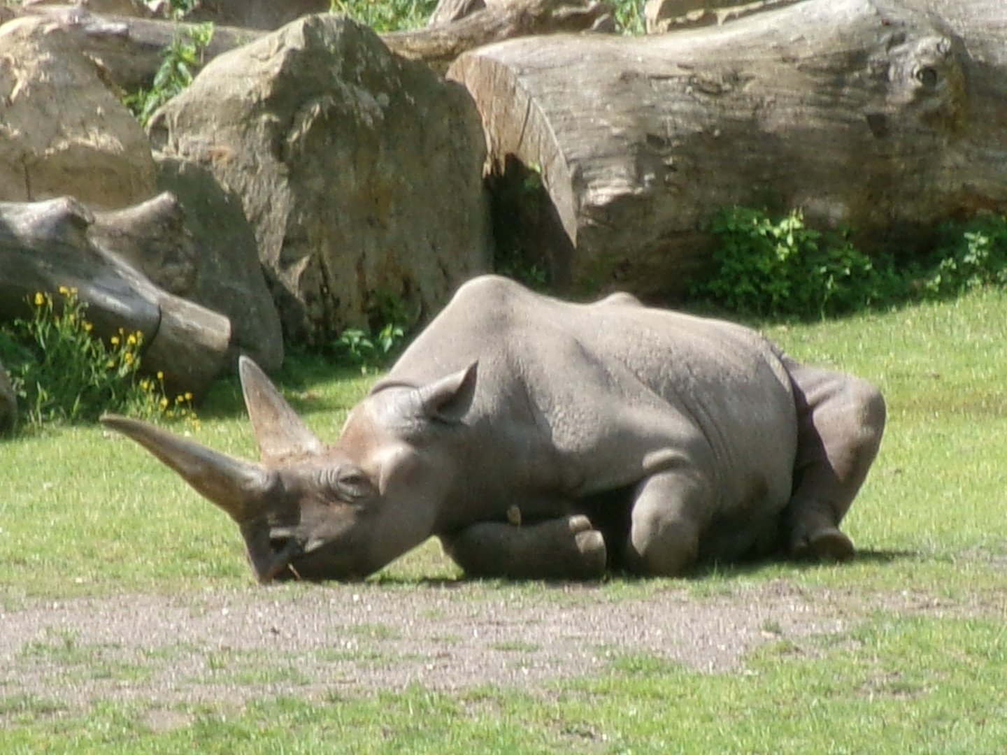 Eastern black rhinoceros