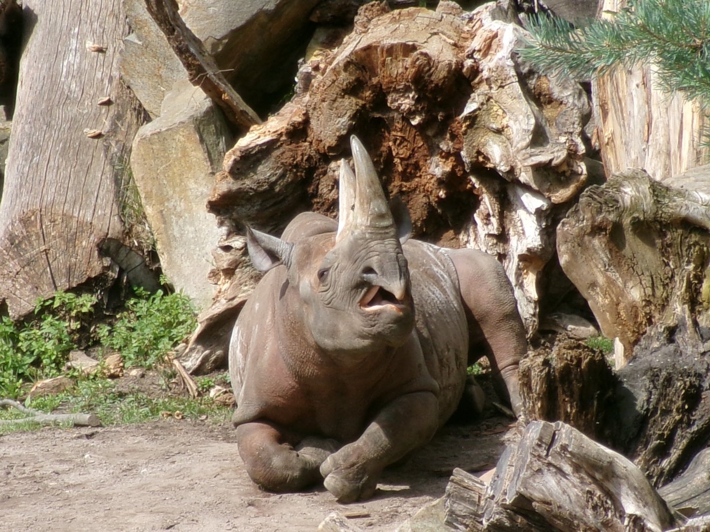 Eastern black rhinoceros