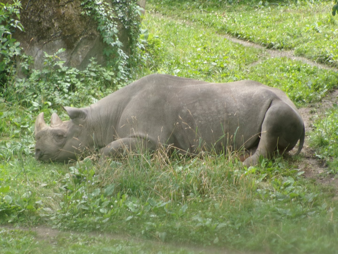 Eastern black rhinoceros