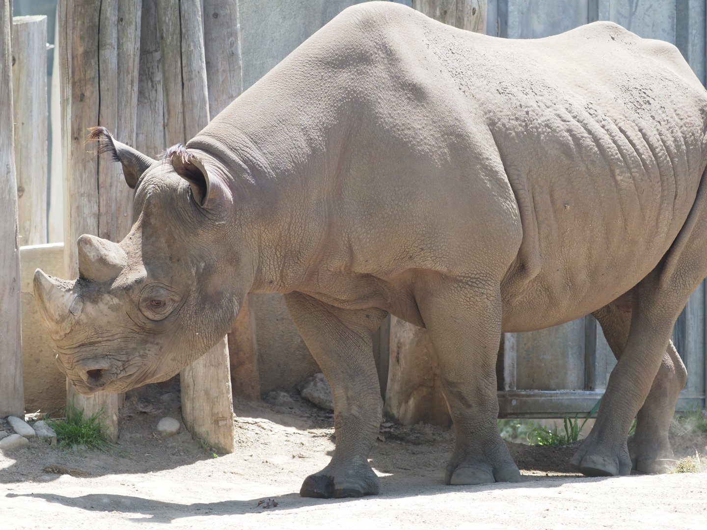 Eastern Black Rhinoceros