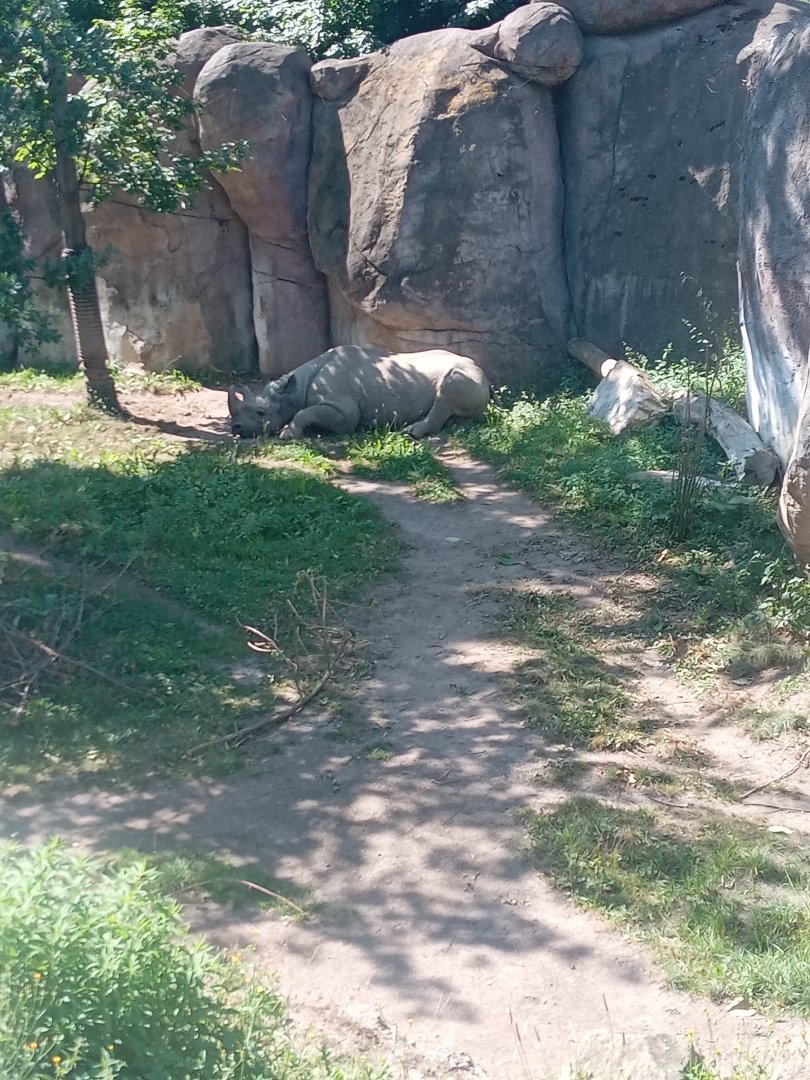 Eastern Black Rhinoceros