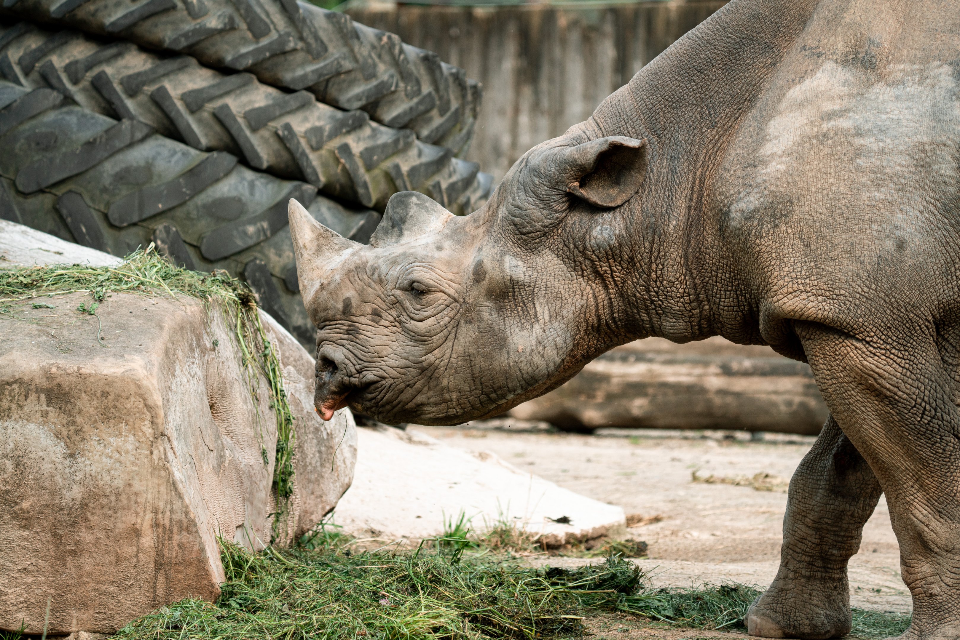 Eastern black rhinoceros