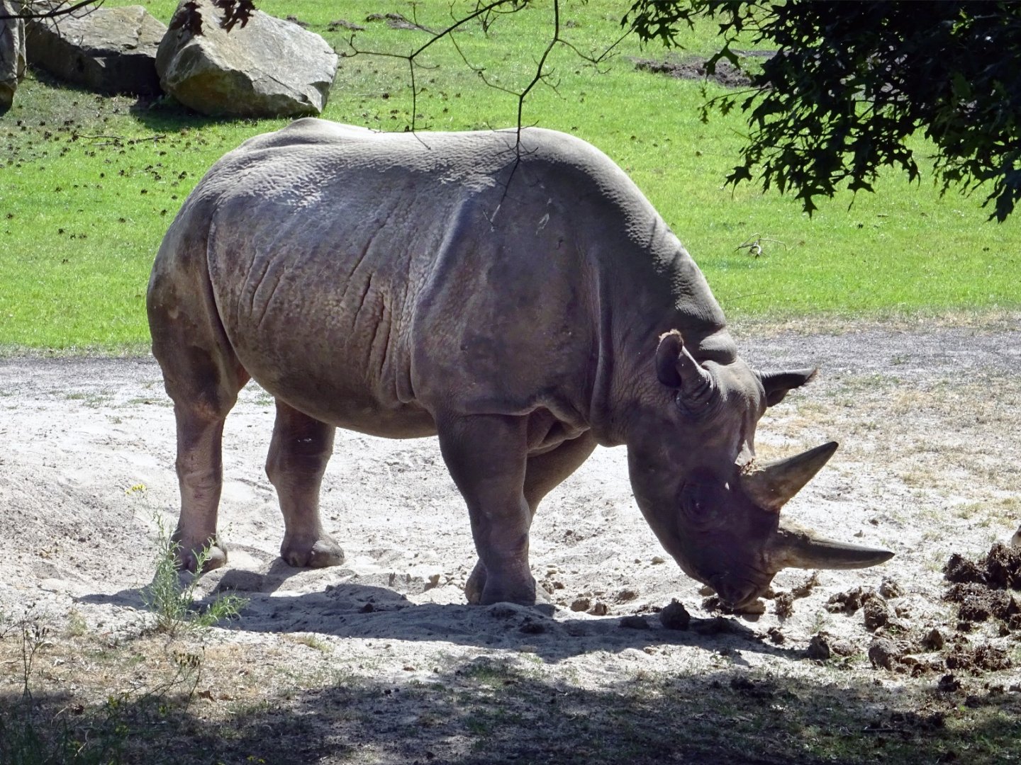 Eastern Black Rhinoceros