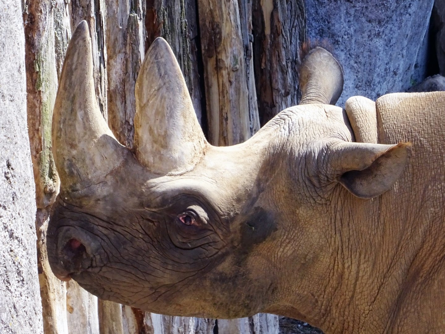 Eastern Black Rhinoceros