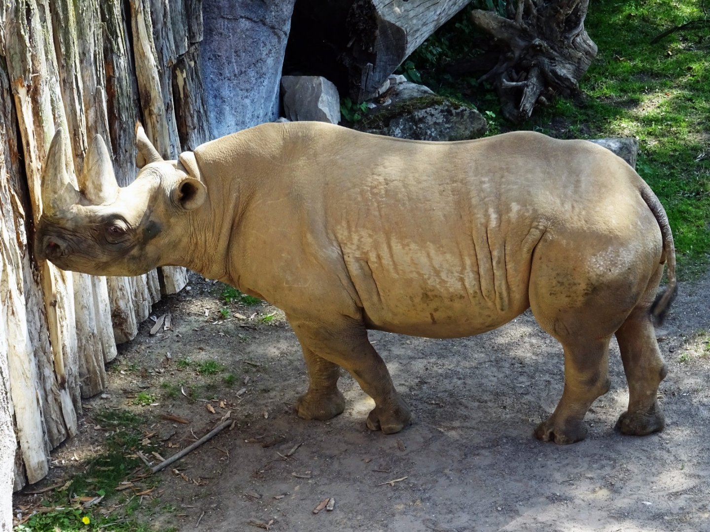 Eastern Black Rhinoceros