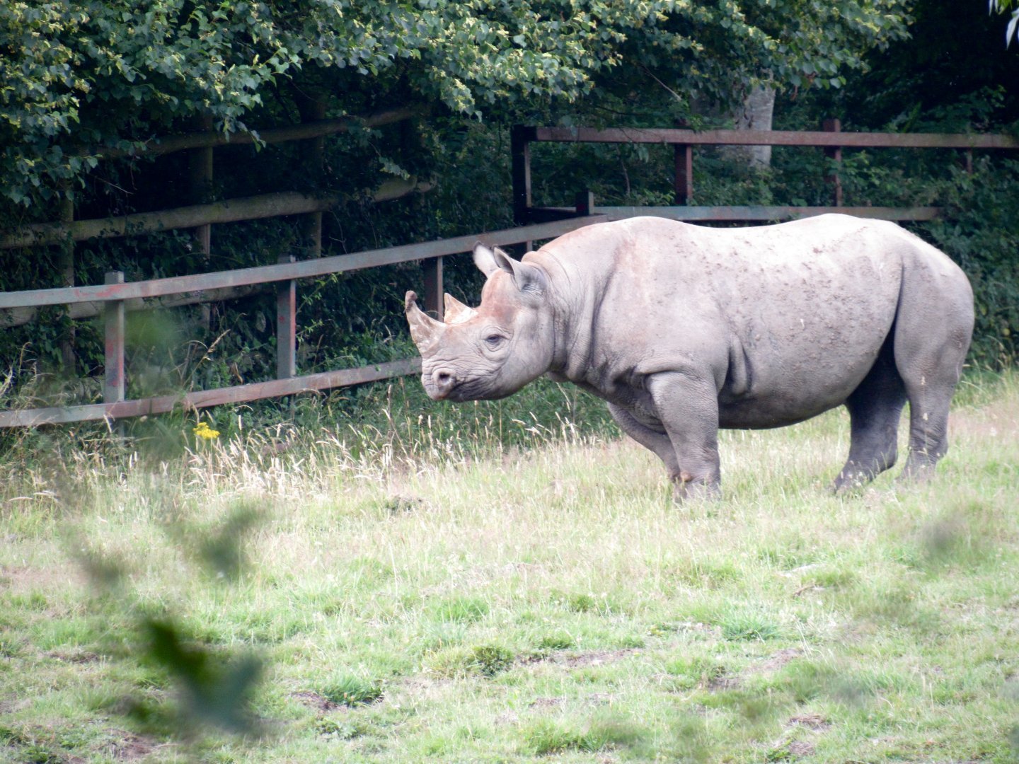 Eastern black rhinoceros