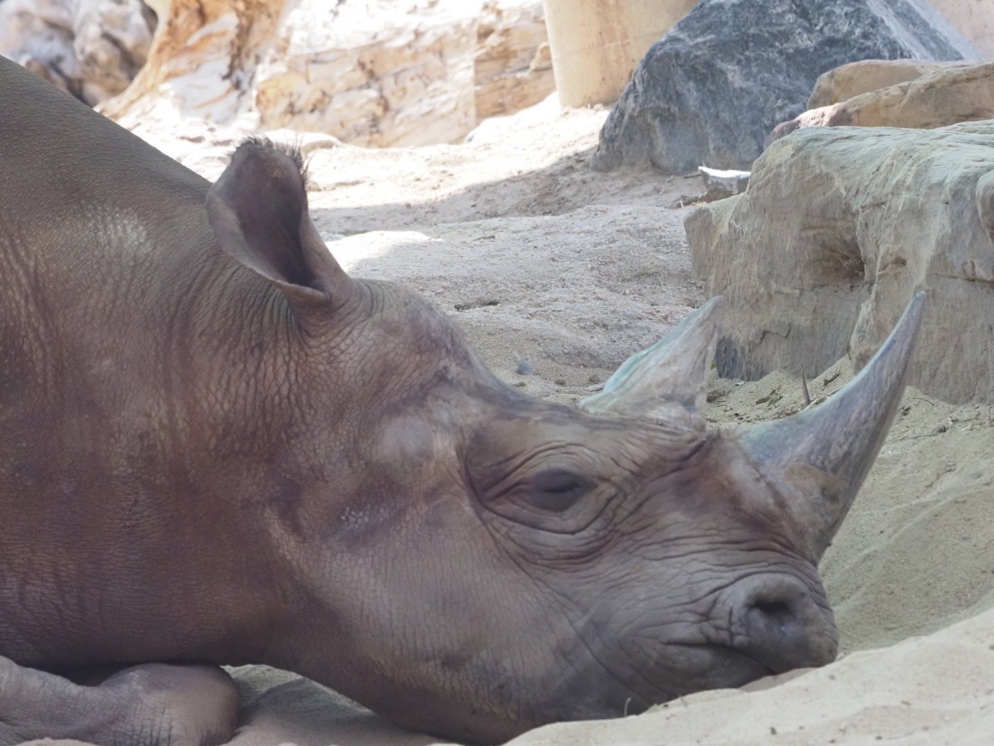 Eastern Black Rhinoceros