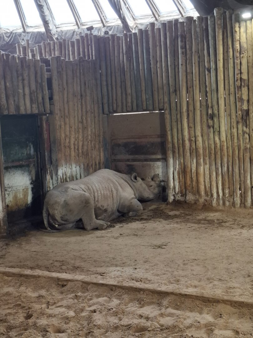 Eastern Black Rhinoceros