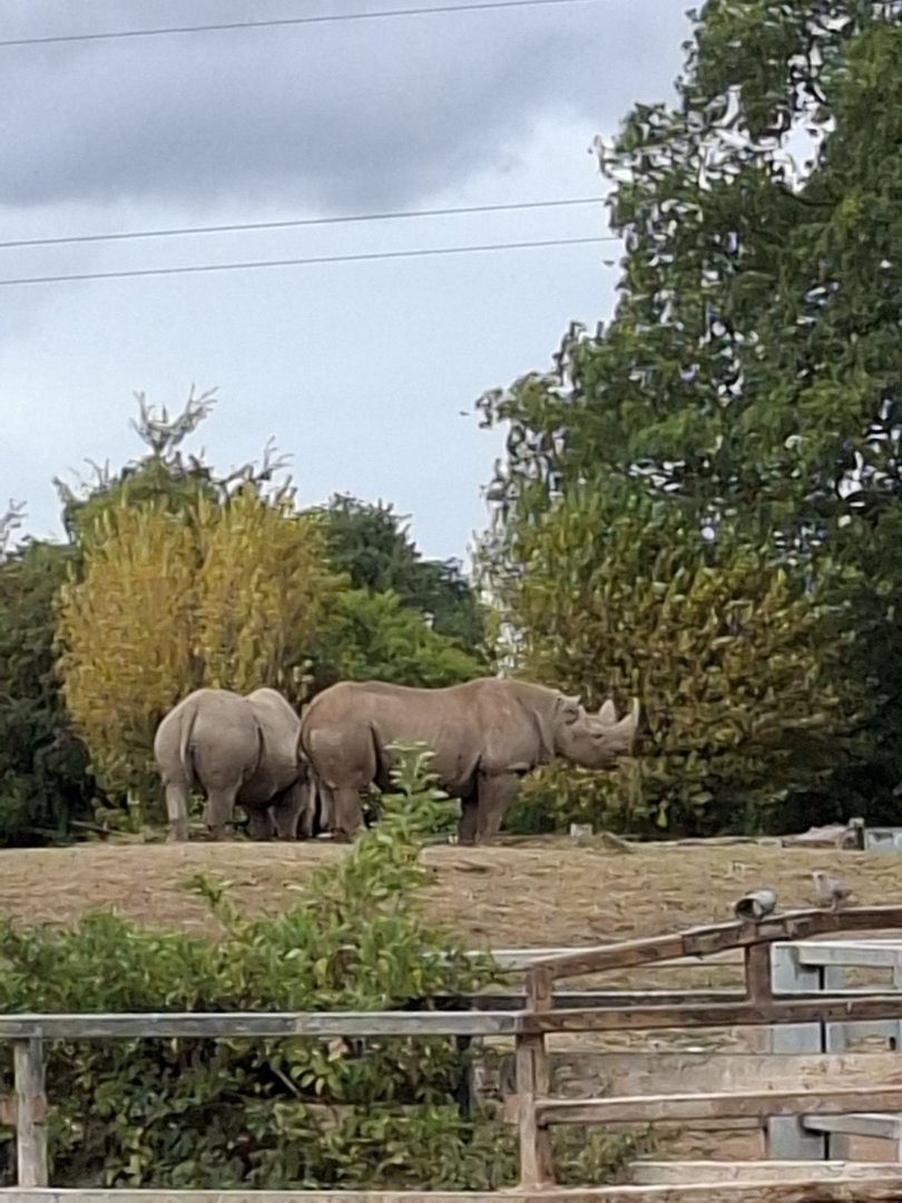 Eastern Black Rhinoceros