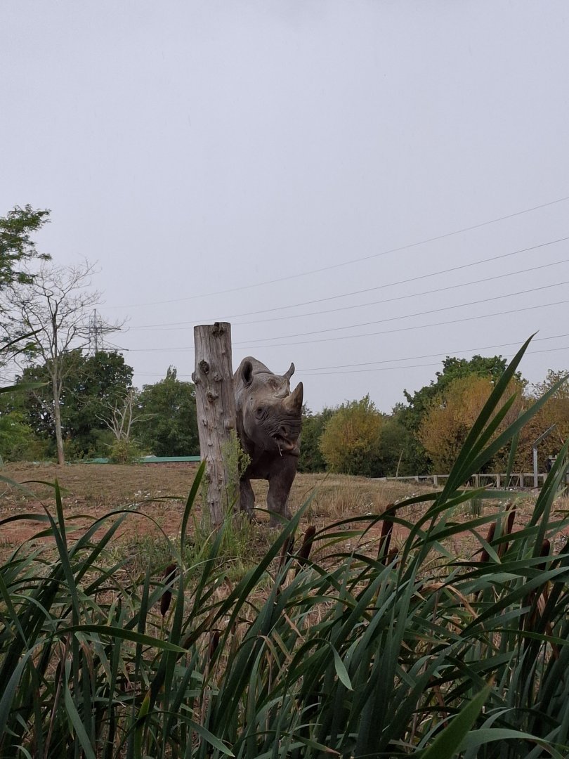 Eastern Black Rhinoceros