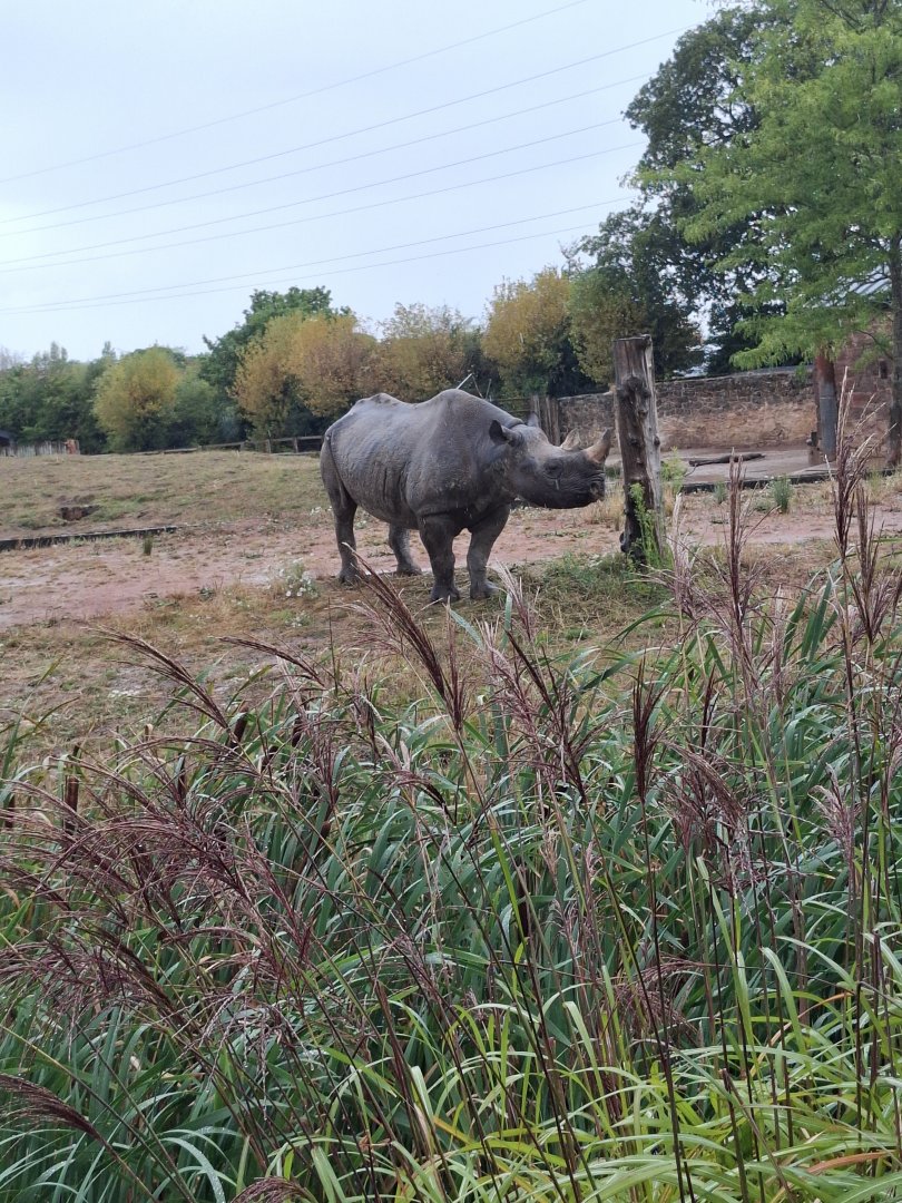 Eastern Black Rhinoceros