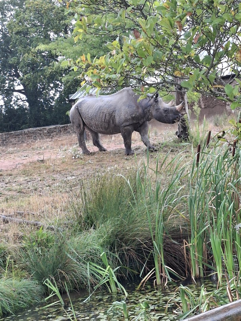 Eastern Black Rhinoceros