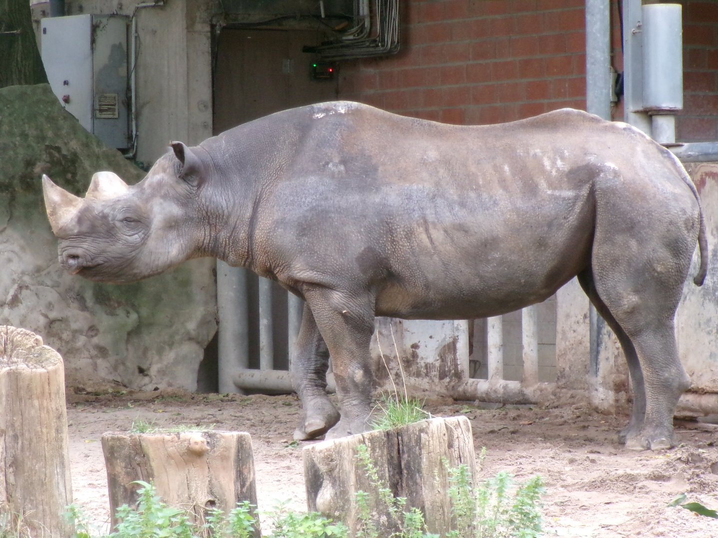 Eastern black rhinoceros