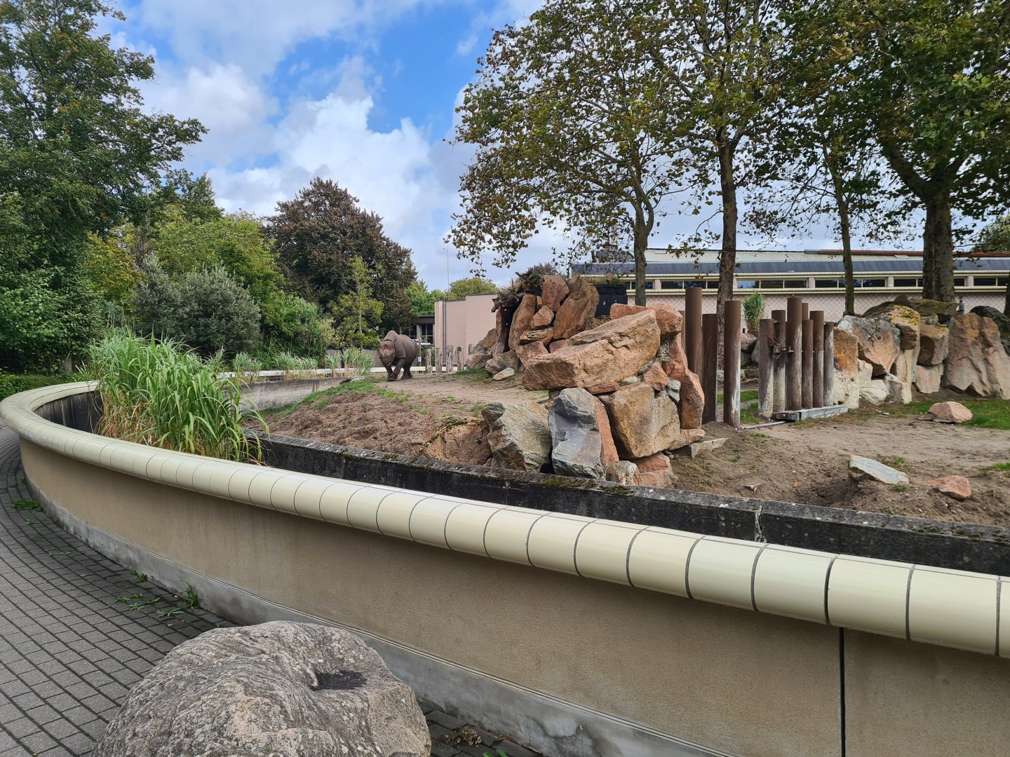 Eastern Black rhinoceros