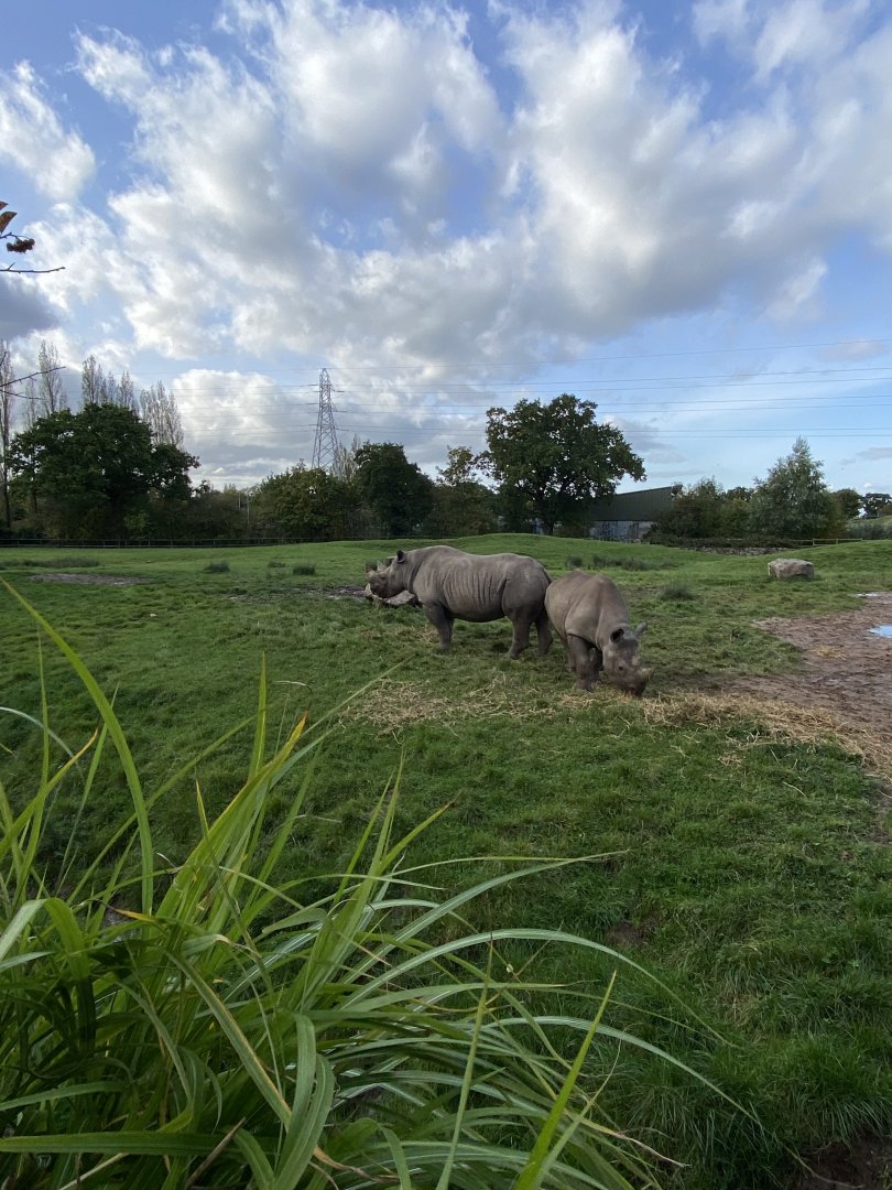 Eastern black rhinoceroses 071020