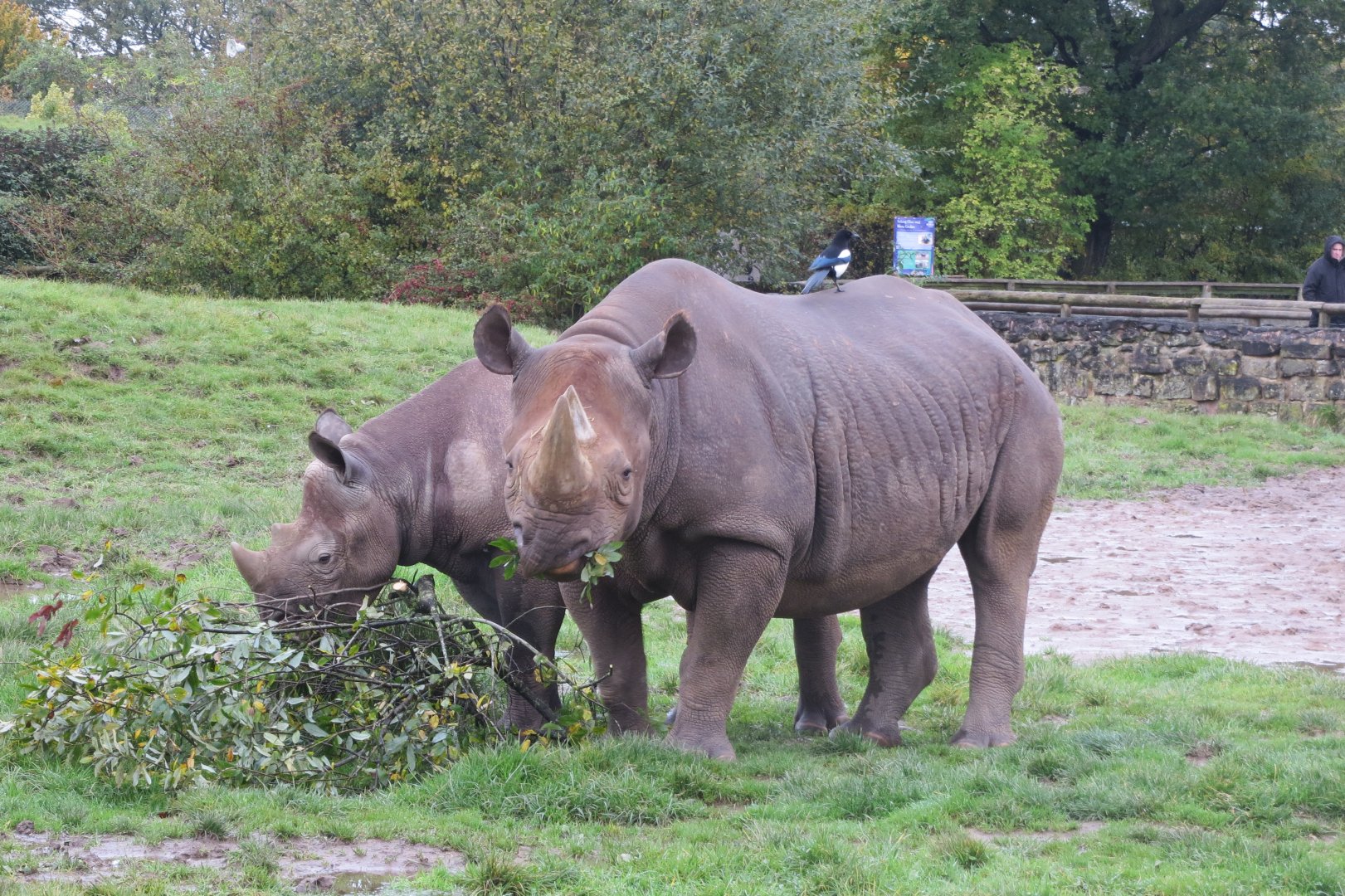 Eastern black rhinoceroses 261019