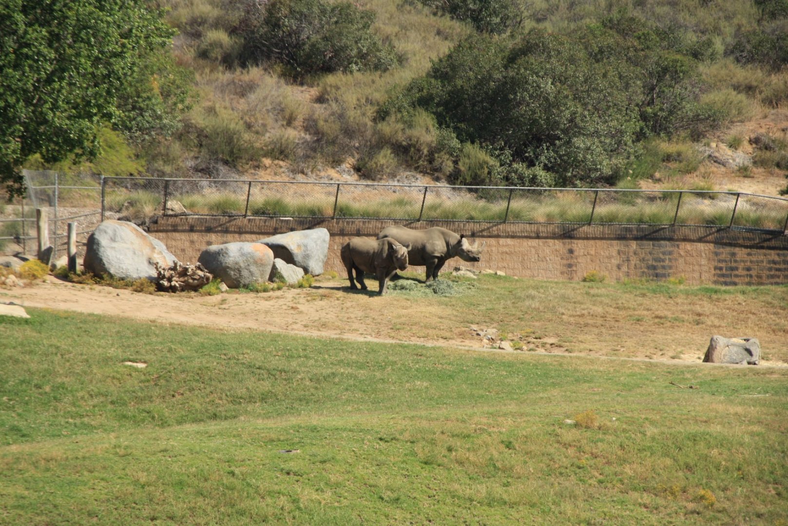 Eastern Black Rhinoceroses in South Africa Field Exhibit