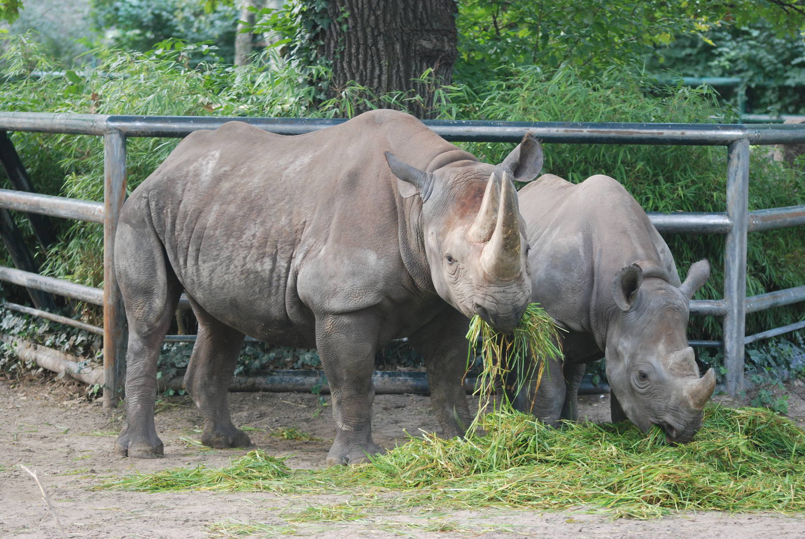 Eastern Black Rhinos at Berlin Zoo, 31/08/11