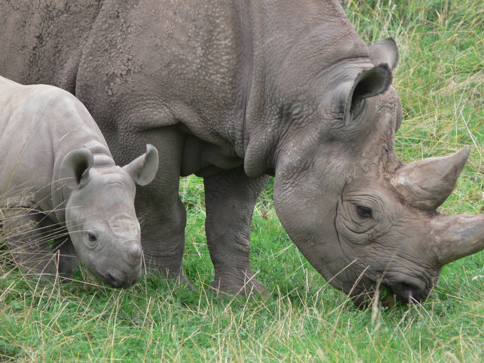 Eastern Black Rhinos at Chester Zoo, 28/08/13