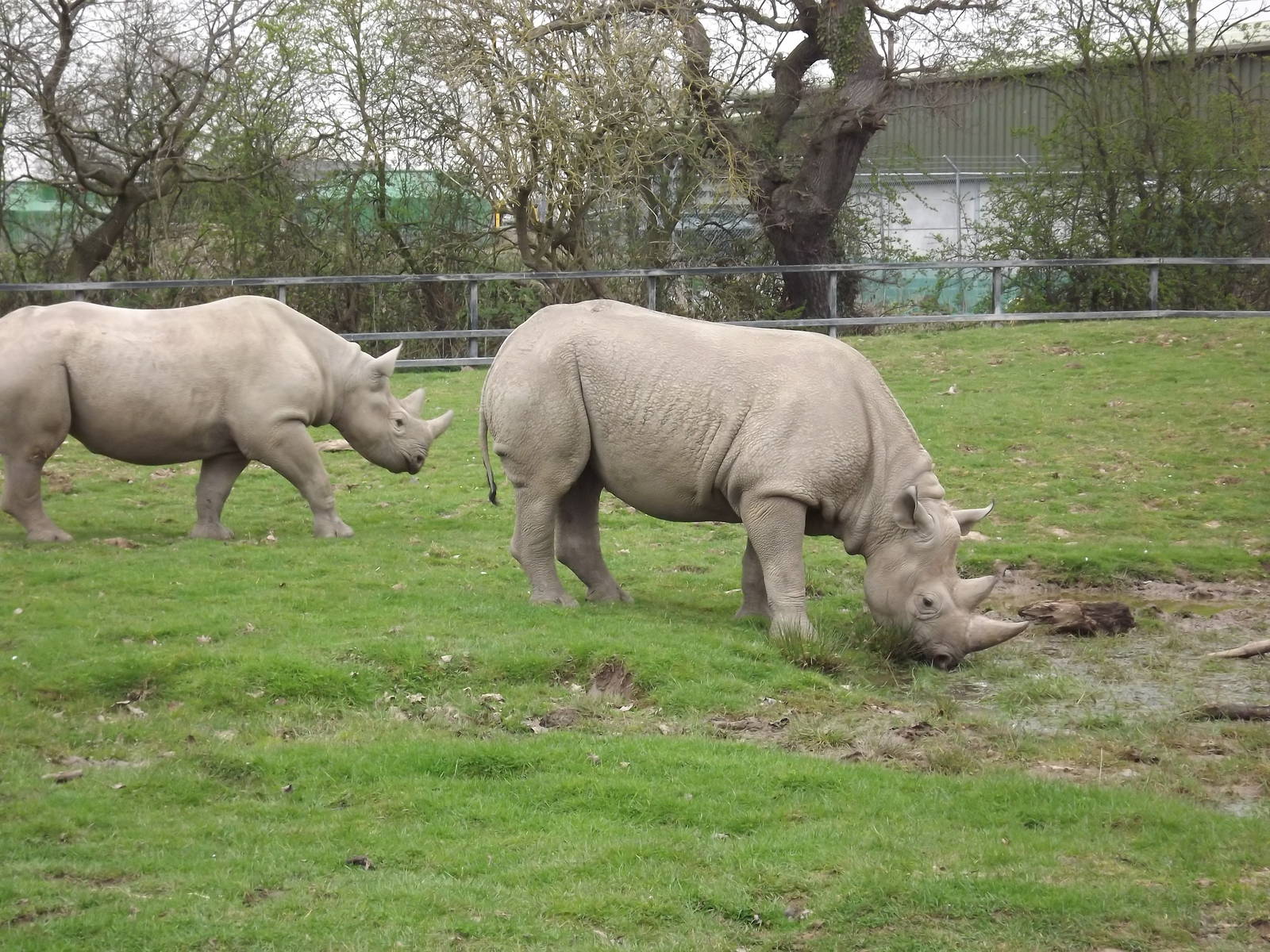 Eastern Black Rhinos at Chester Zoo 31/03/12
