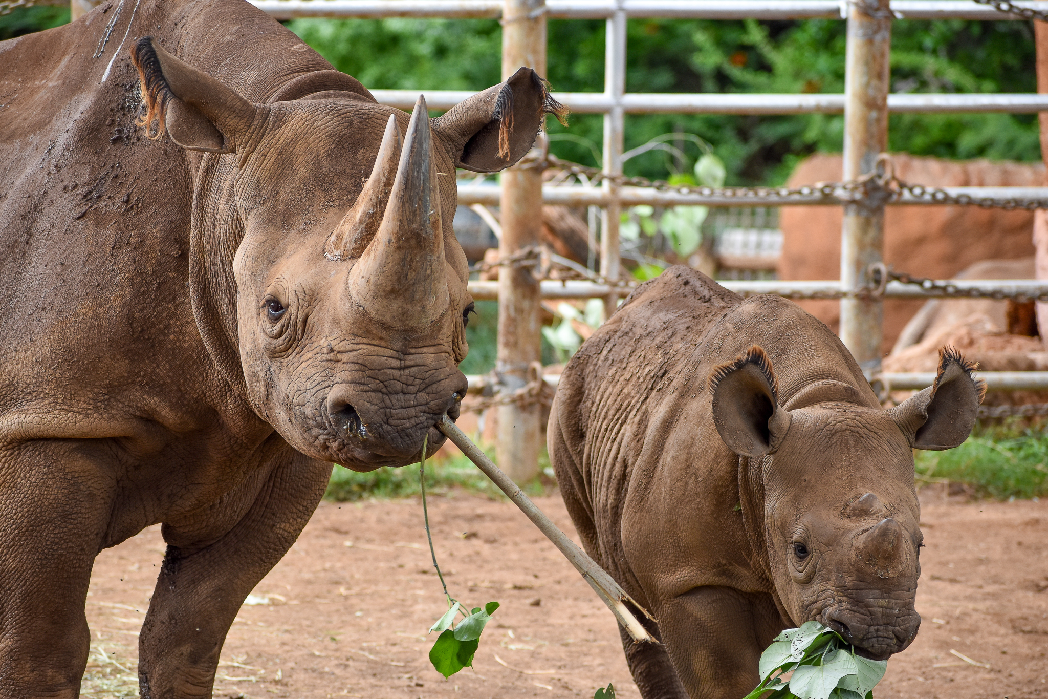 Eastern Black Rhinos  - Female with calf