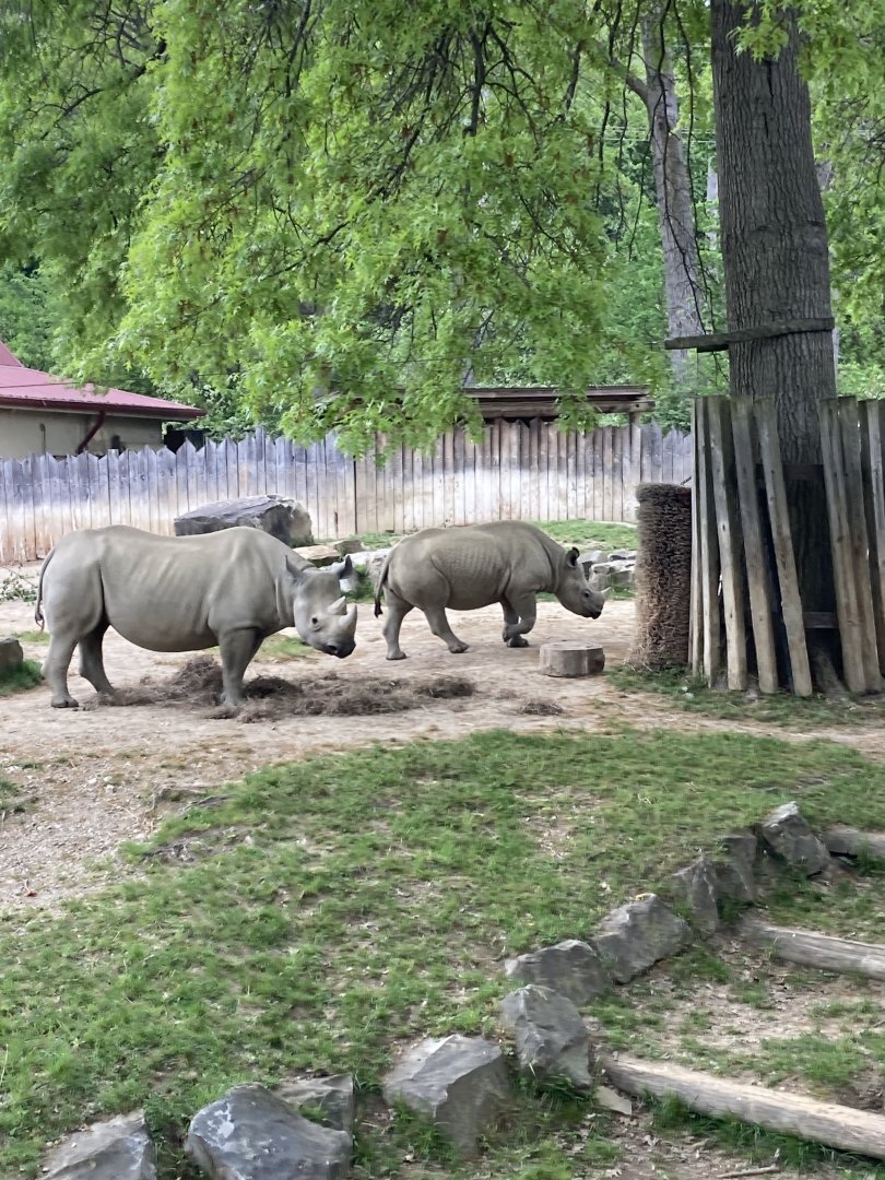 Eastern Black Rhinos