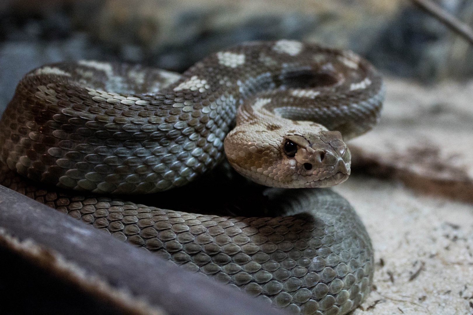 Eastern black-tailed rattlesnake