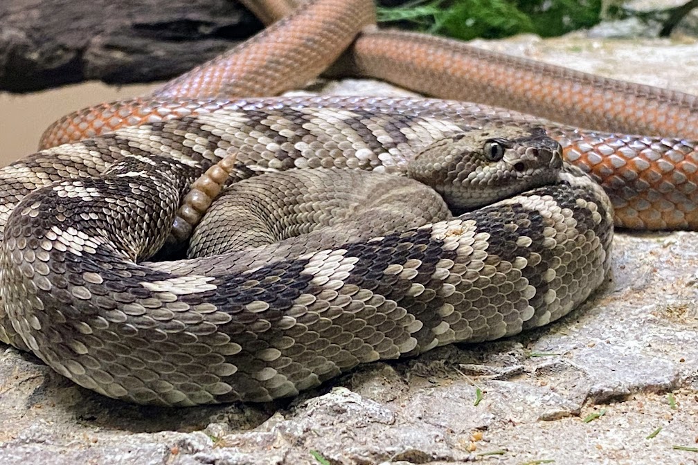 Eastern Black-tailed Rattlesnake