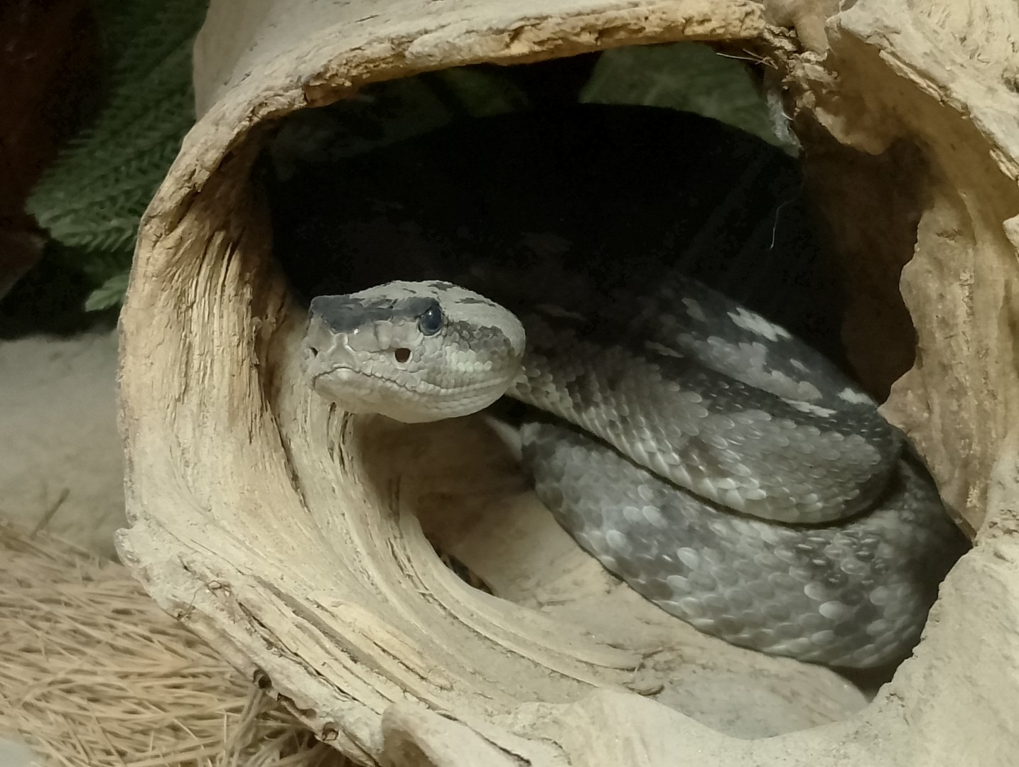 Eastern Black-tailed rattlesnake