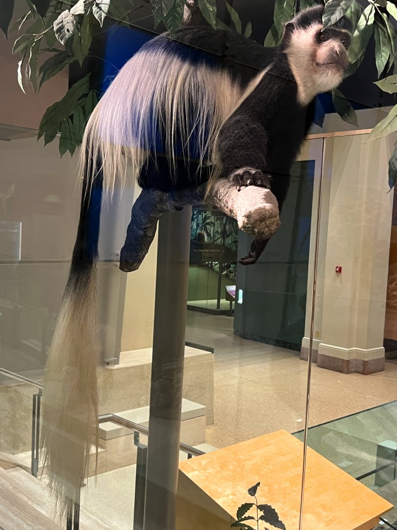 Eastern Black & White Colobus Monkey