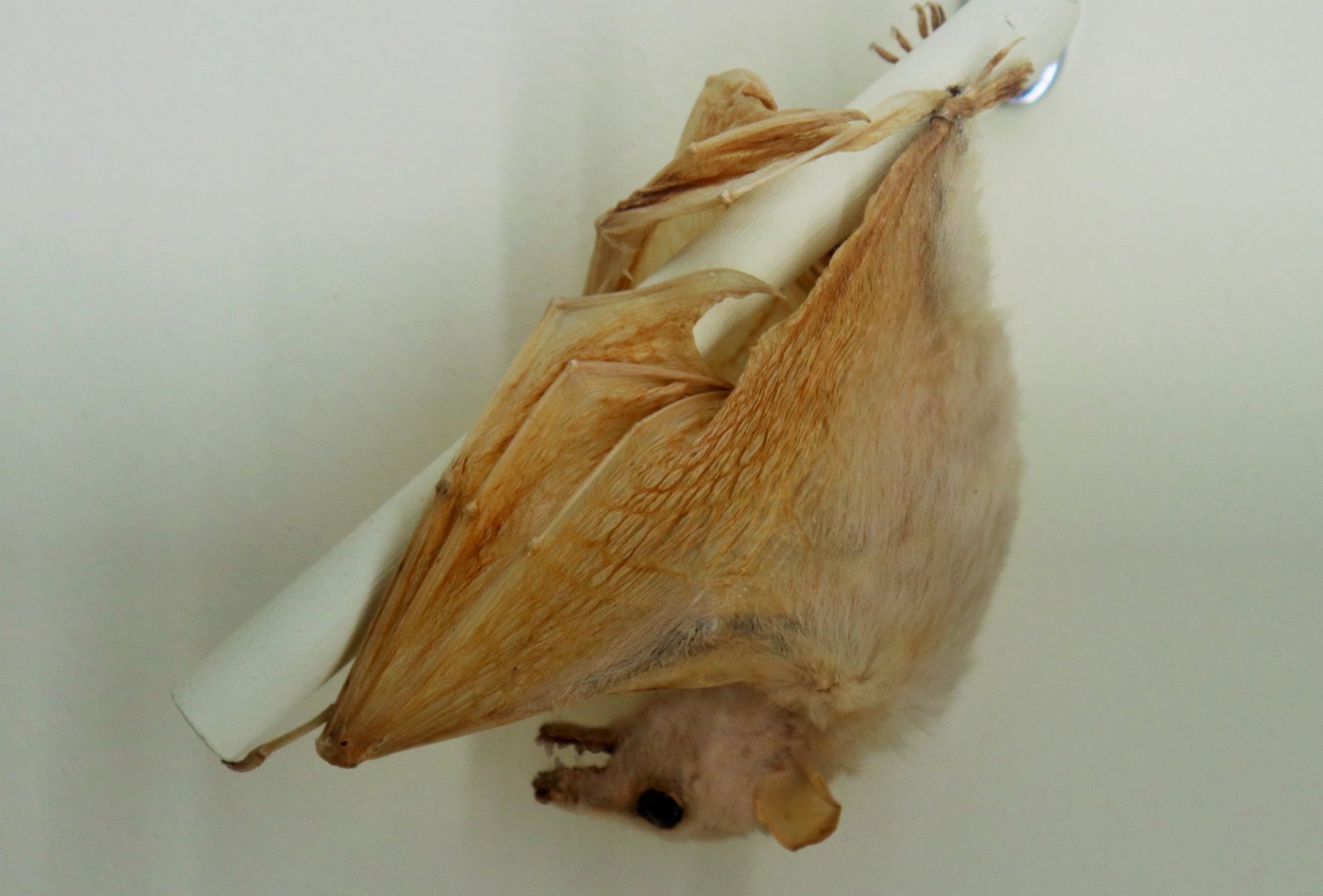 Eastern Blossom Bat (Syconycteris australis)