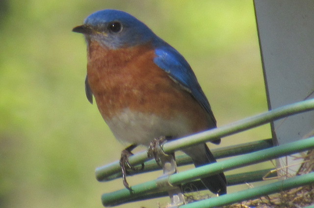 eastern blue bird