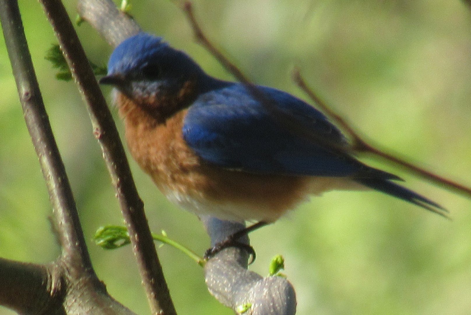 eastern blue bird