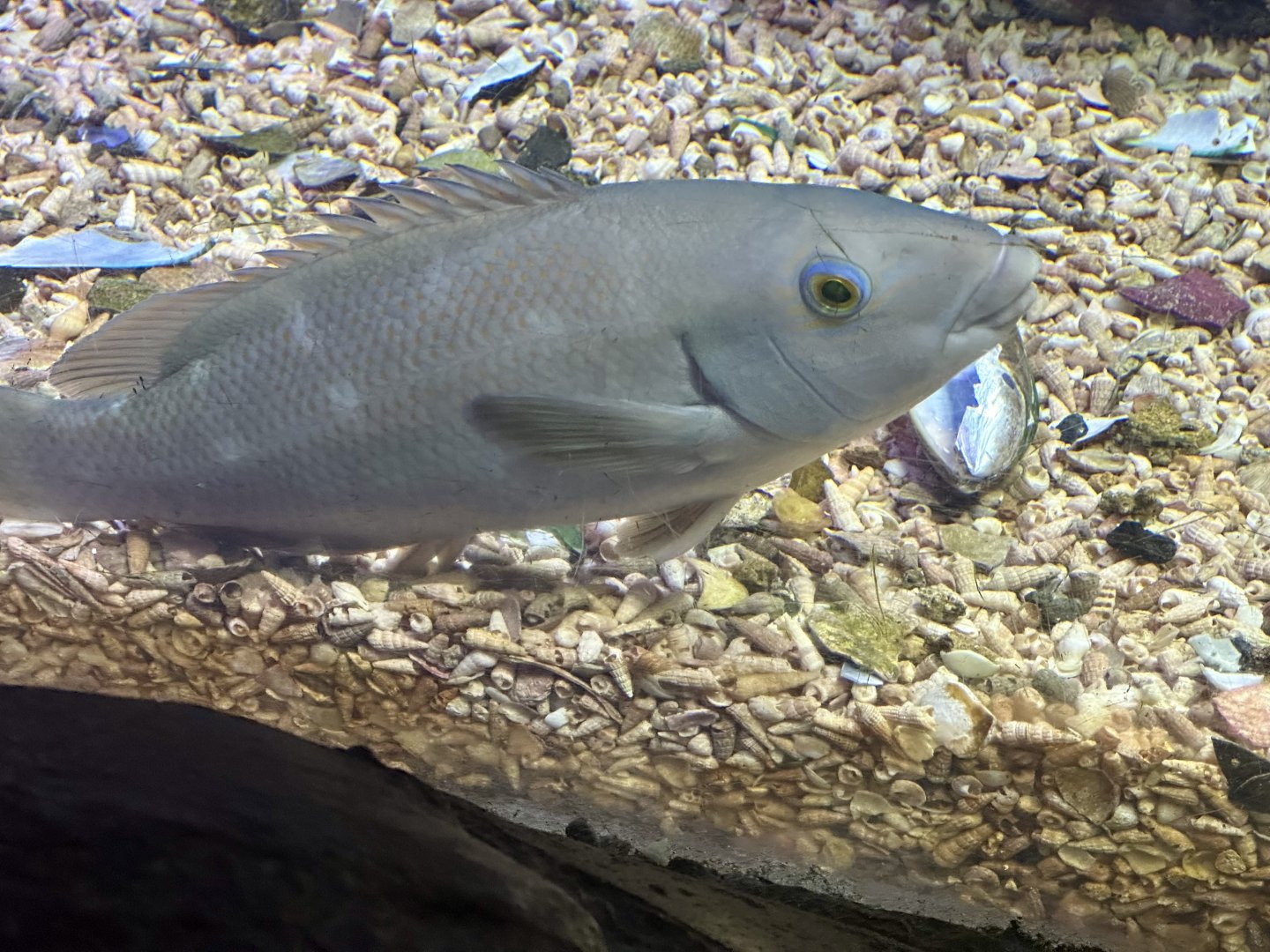 Eastern blue groper (Achoerodus viridis)
