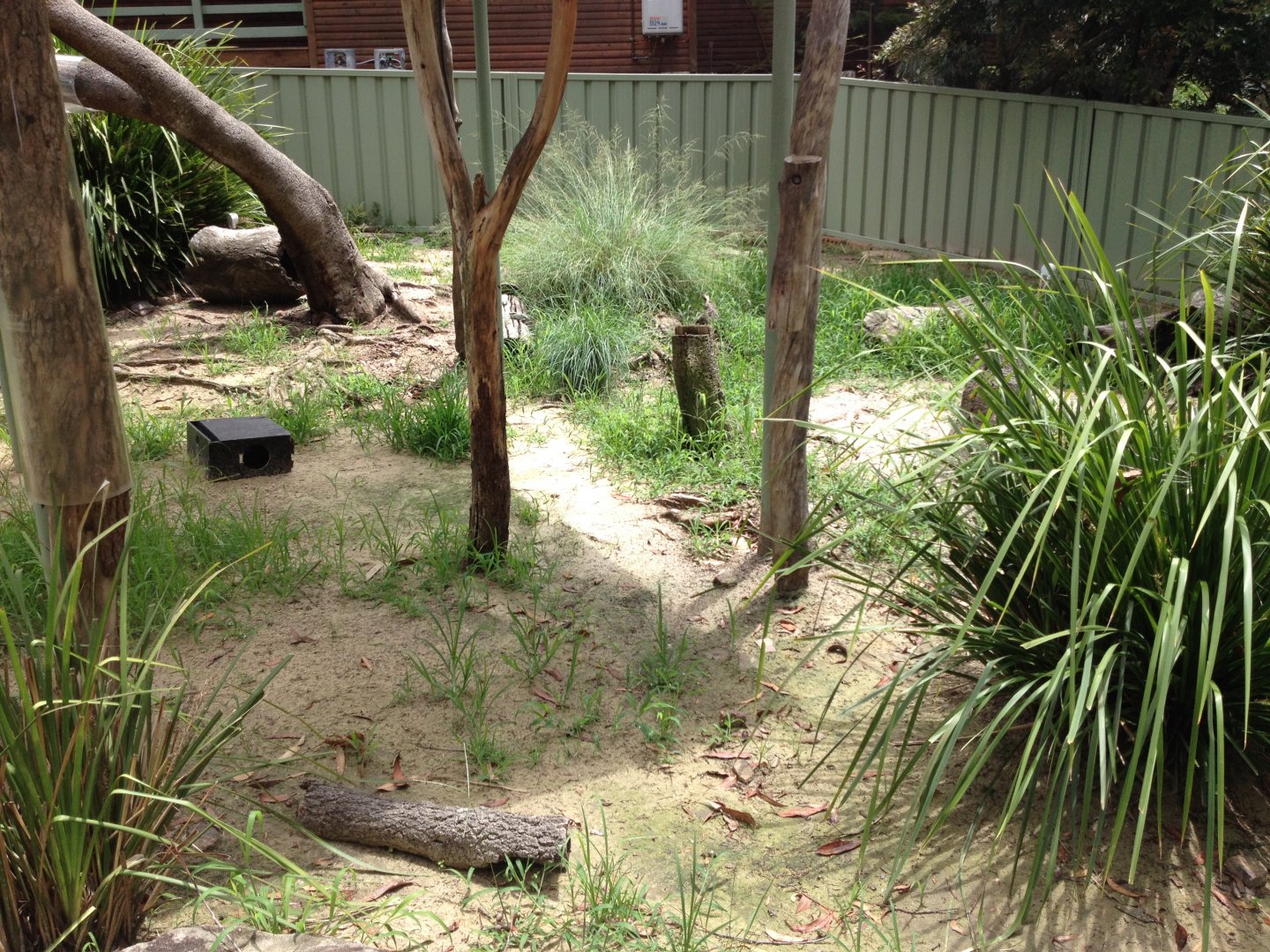 Eastern Blue-tongue Lizard exhibit