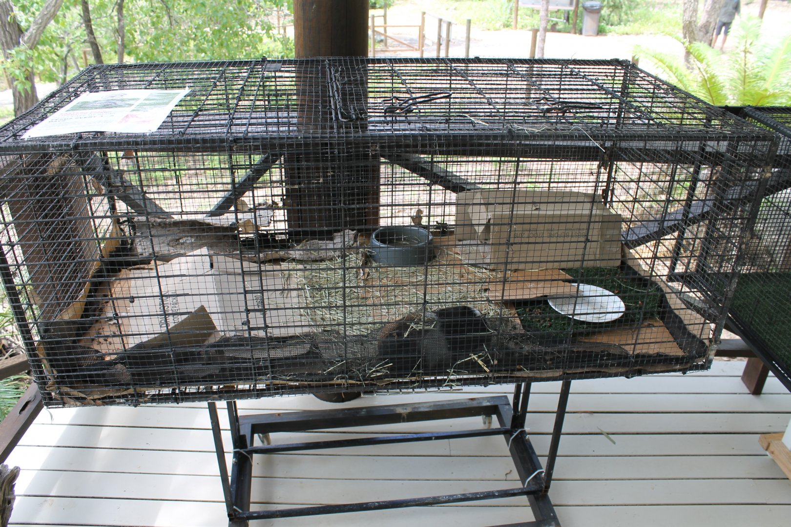 Eastern Blue-tongue Lizard & Guinea Pig enclosure