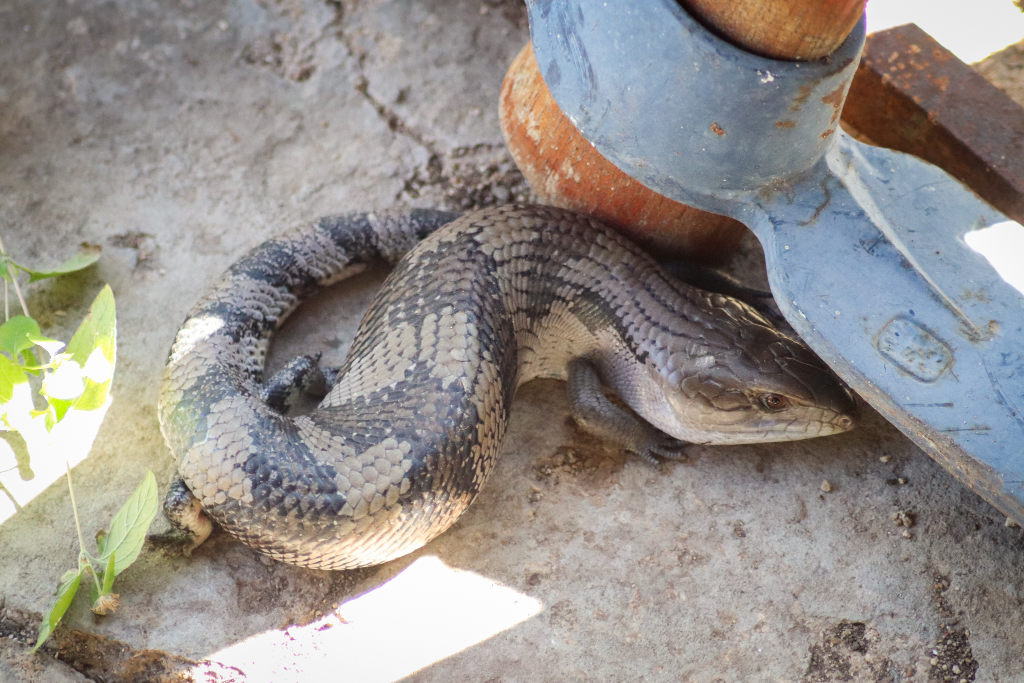 Eastern Blue-tongue Lizard (Tiliqua scincoides scincoides)