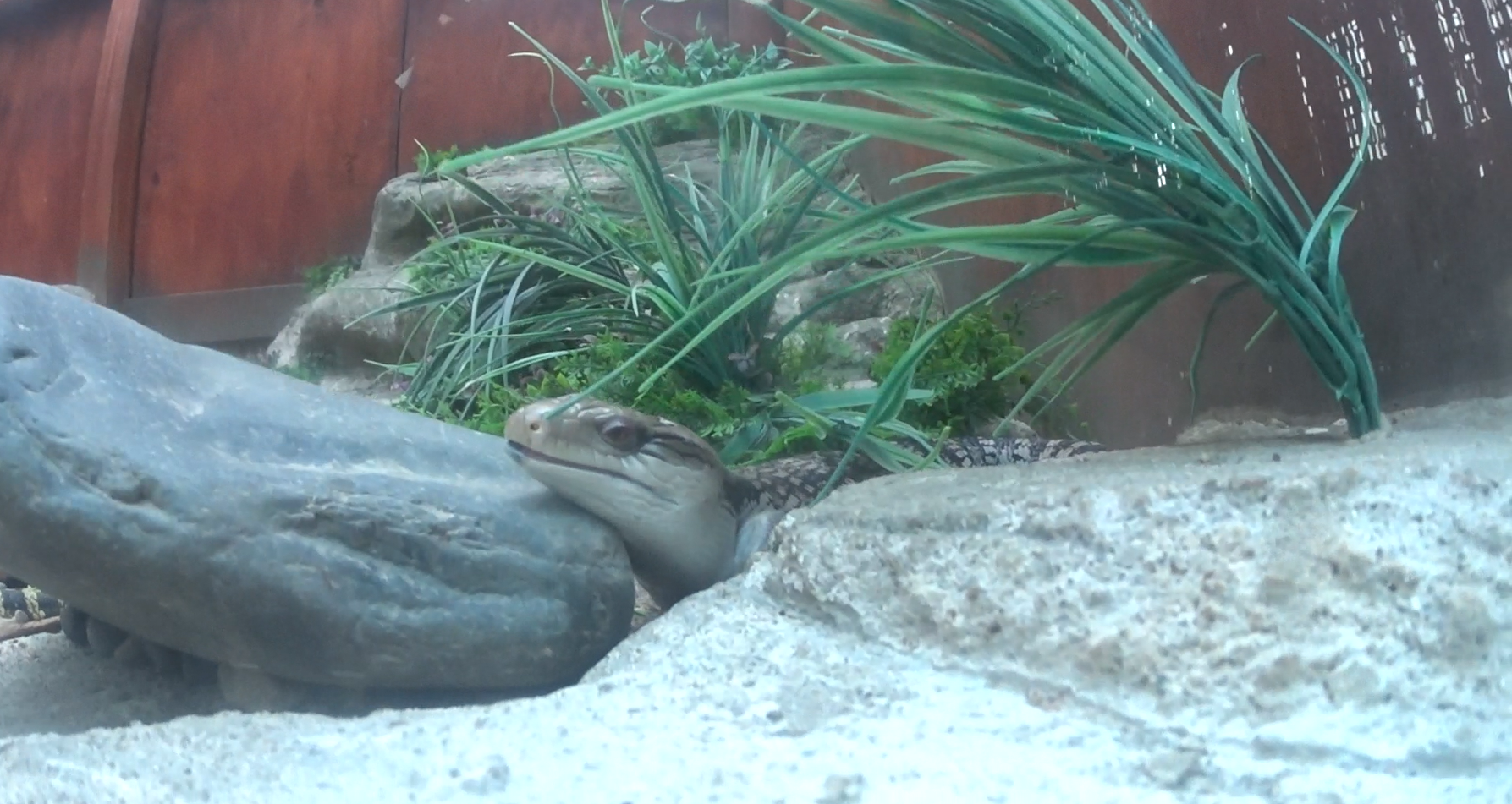 Eastern Blue Tongue Skink 2020