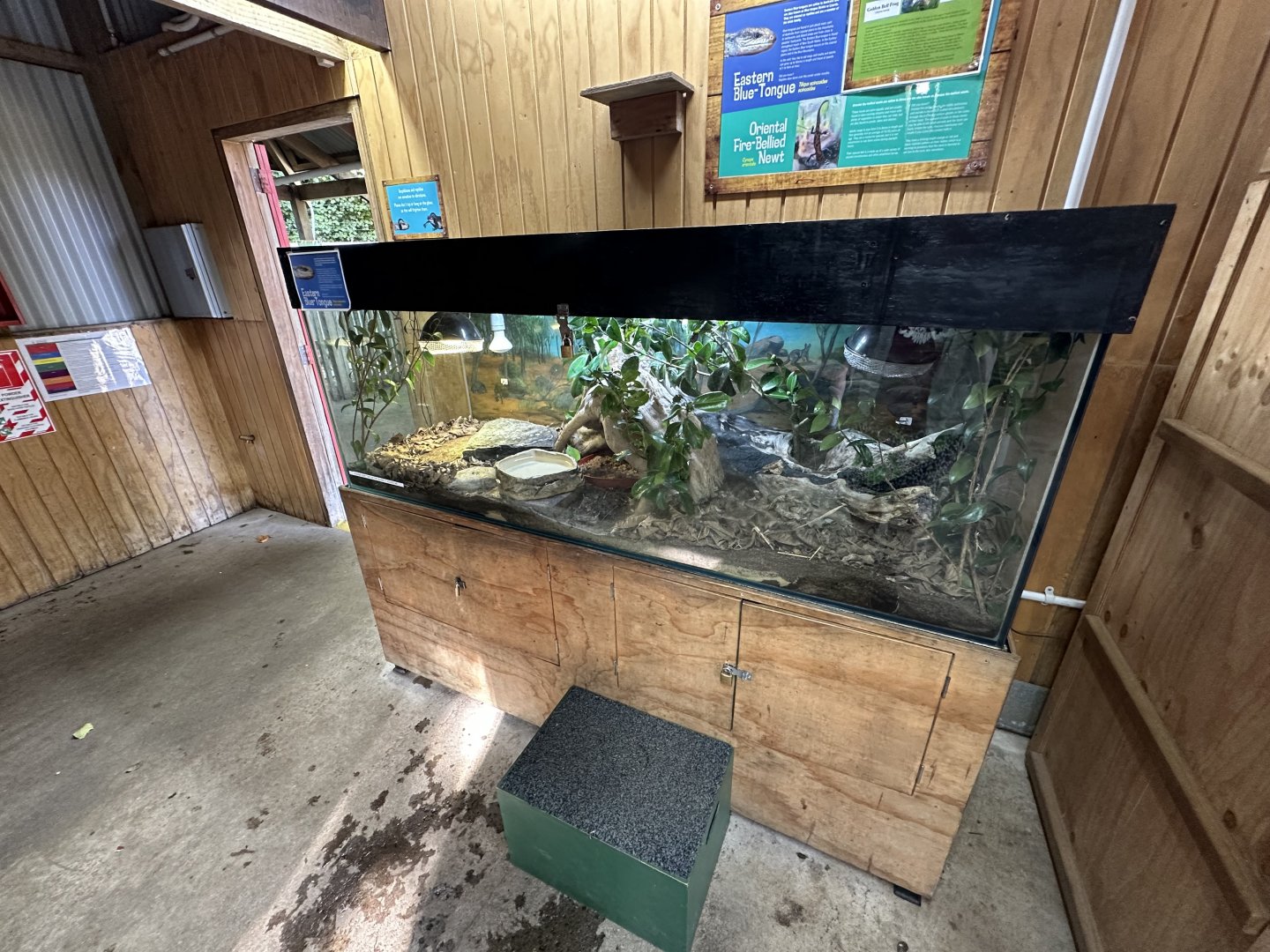 Eastern Blue Tongue Skink Exhibit