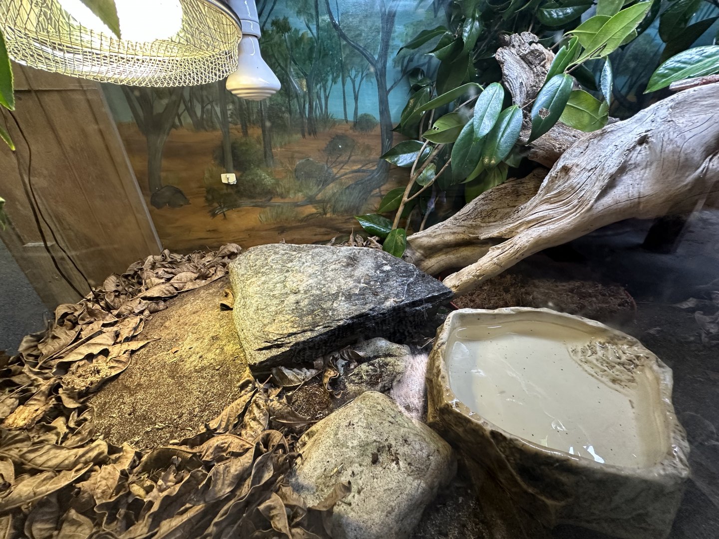 Eastern Blue Tongue Skink Exhibit