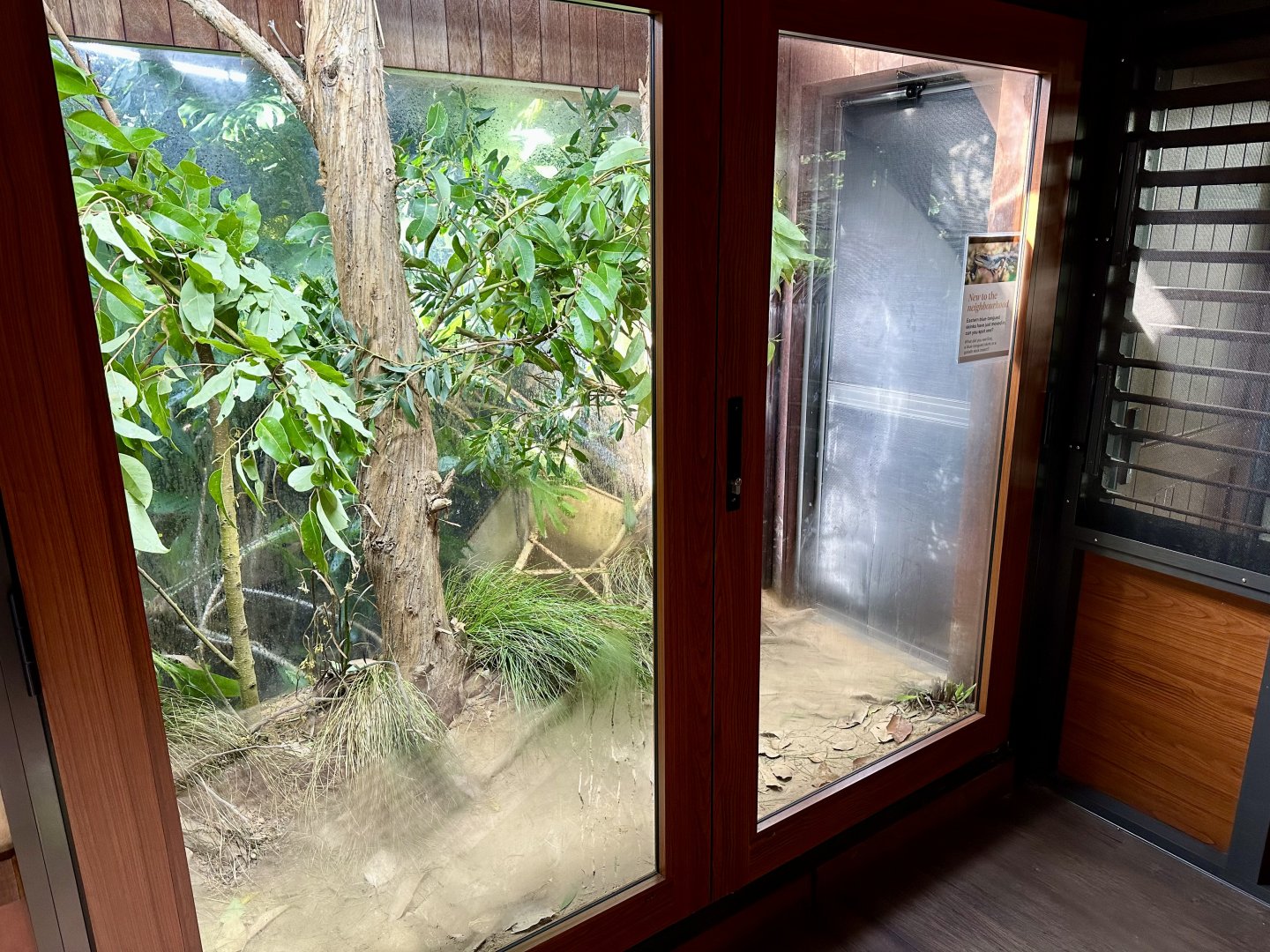 Eastern Blue-tongue Skink Exhibit