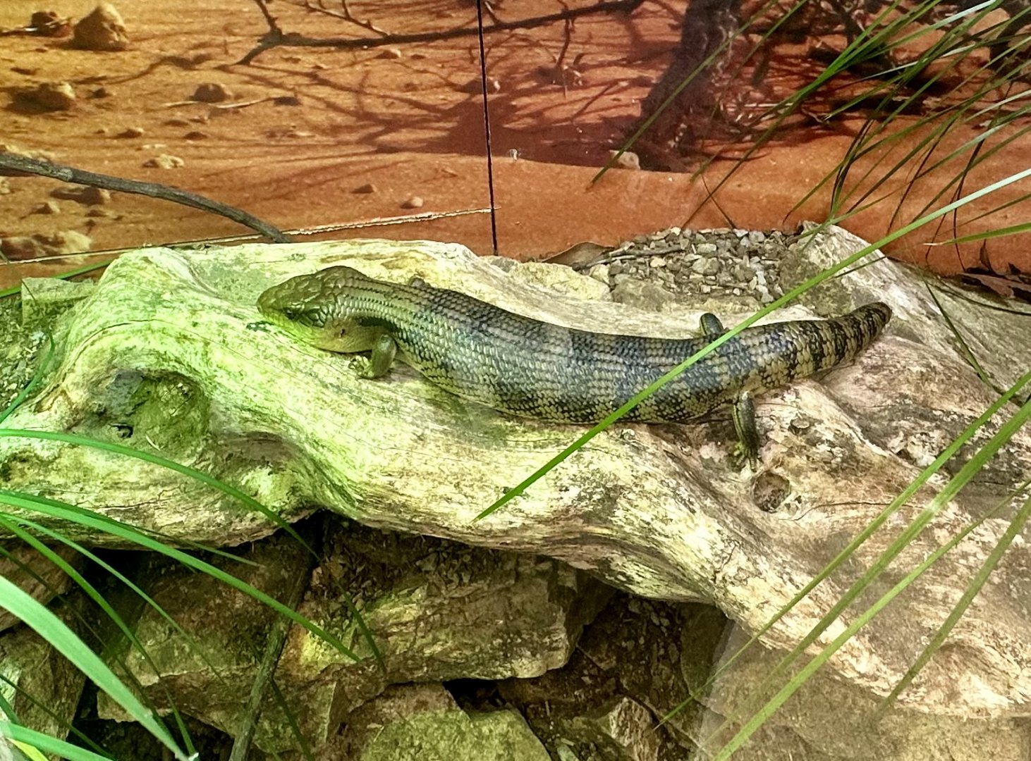 Eastern blue-tongue skink (Tiliqua scincoides)